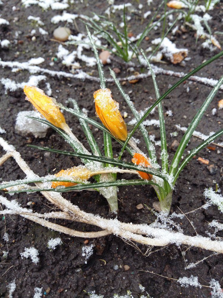 Цветы под снегом