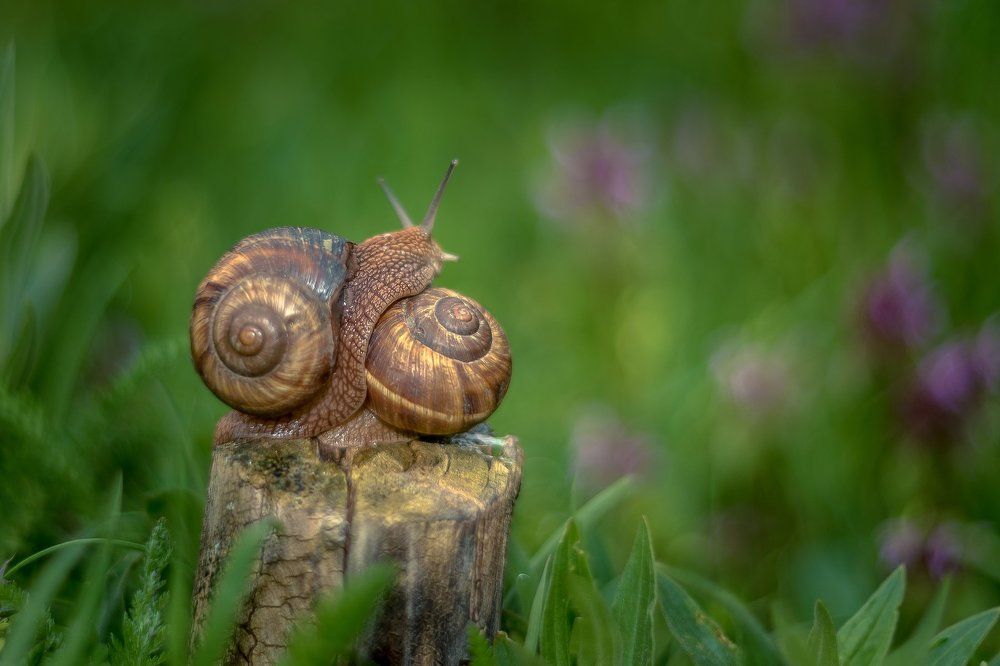 Все в мире любовь!......