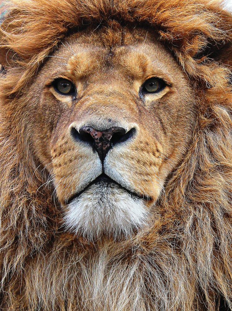 Воплощенное величие Природы.