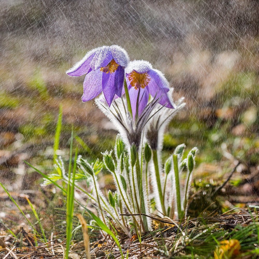 Сон-трава  весенняя