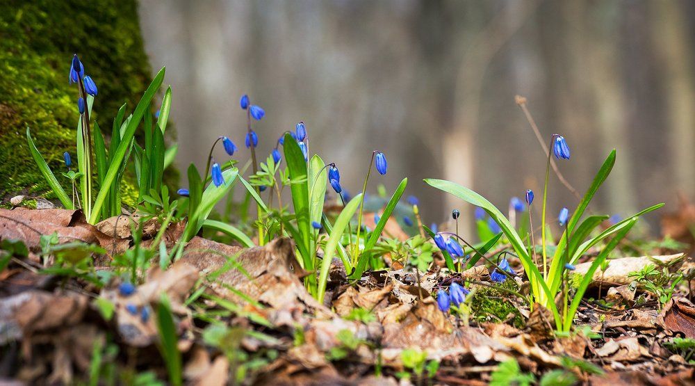Пролески весенние