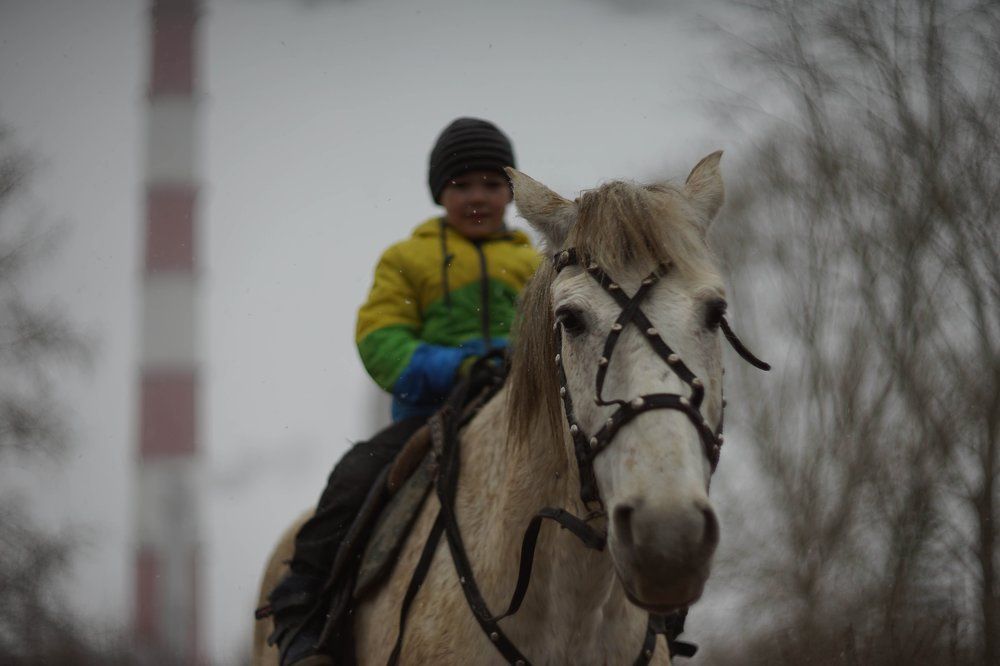 лошадиная доля