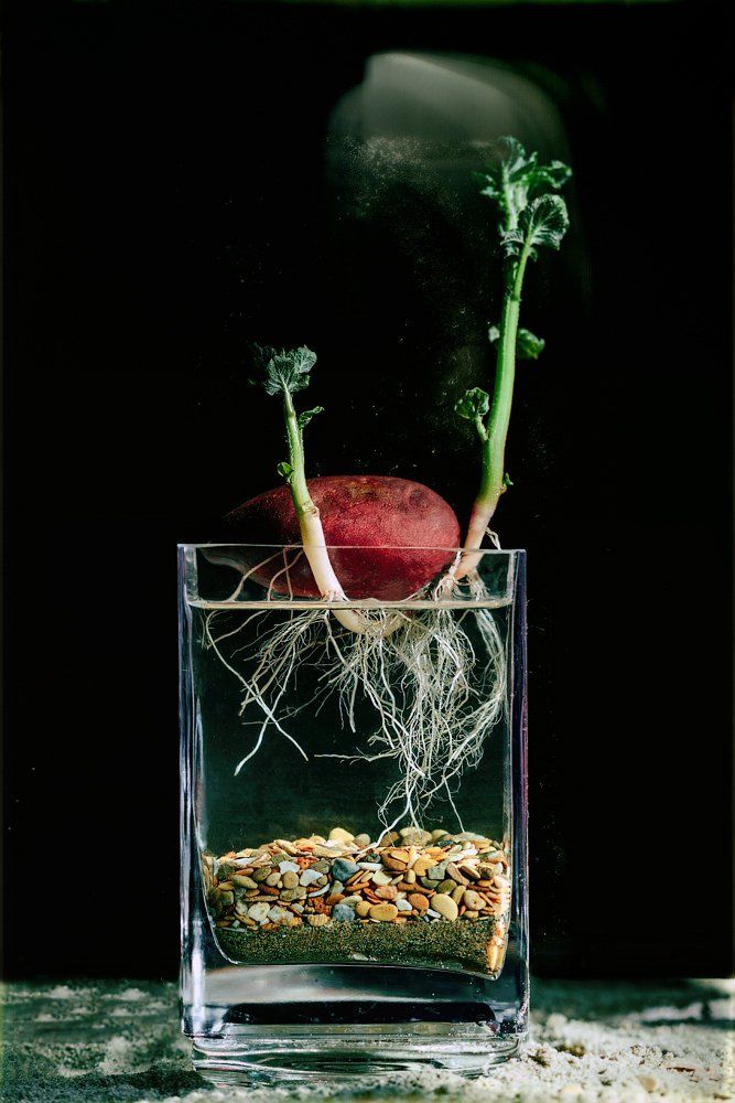 ph. [capsicum annuum]