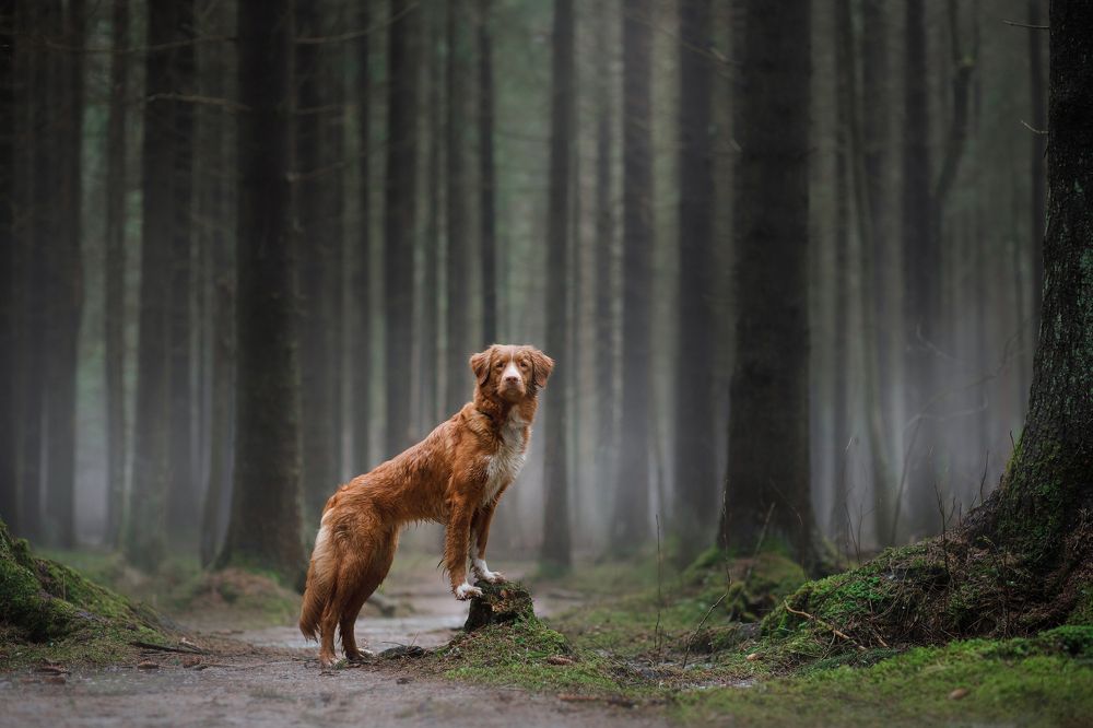 В туманном лесу