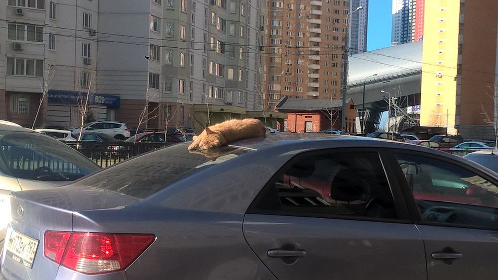Устал мартовский кот ...