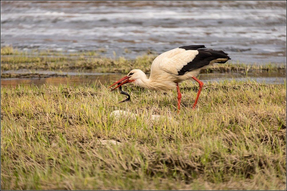 Аисты прилетели