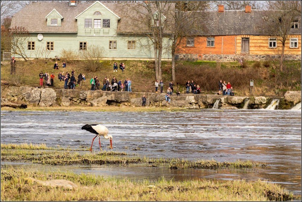Аисты прилетели