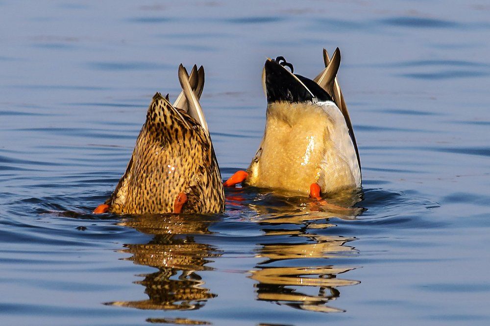 Синхронистки