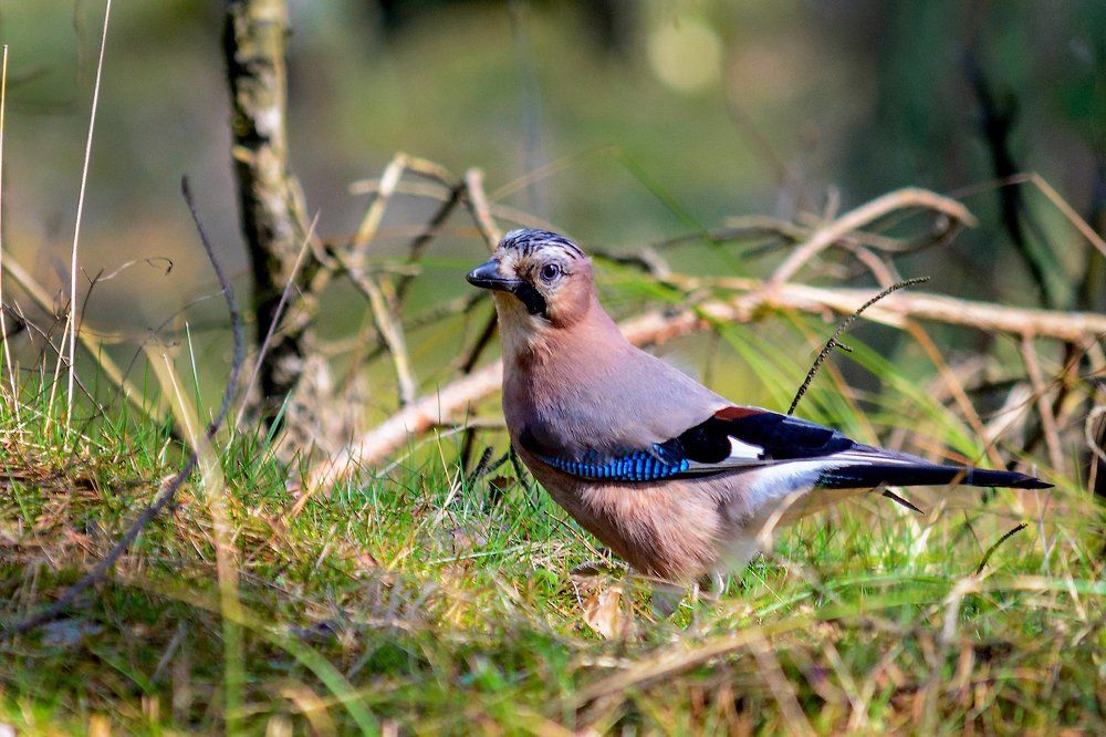 ВЕСНА ПРИШЛА