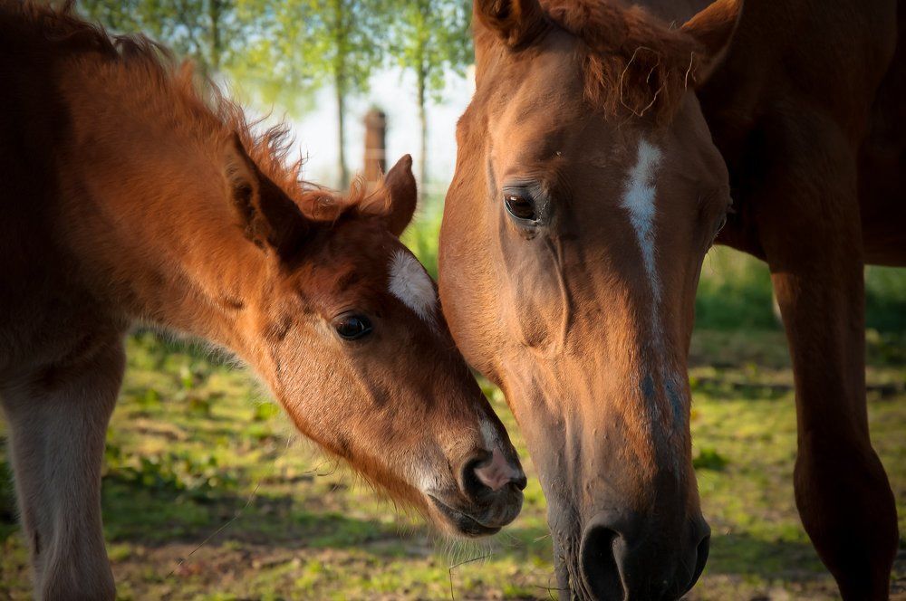 Photograph by Olesia Kasabova