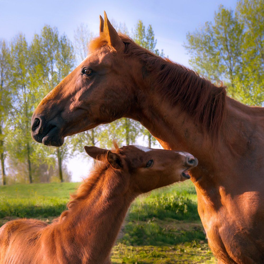 Photograph by Olesia Kasabova