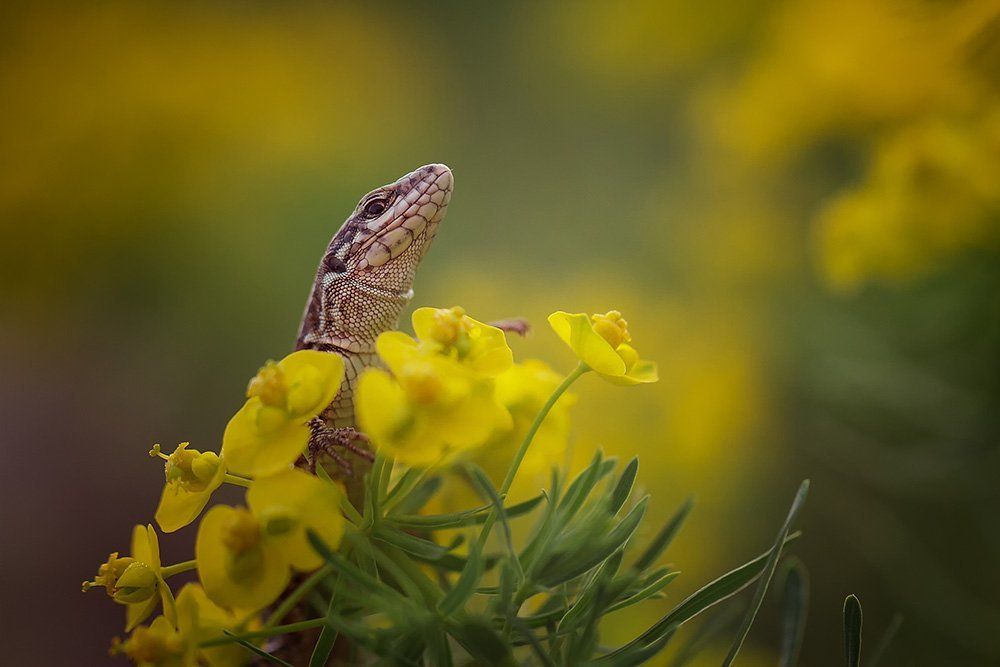 Портрет ящерицы