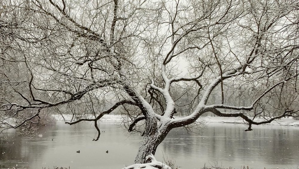 Графика древ