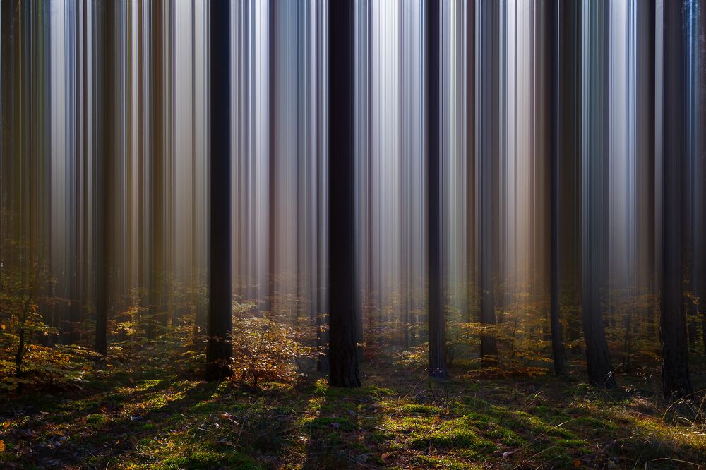 Forest curtain