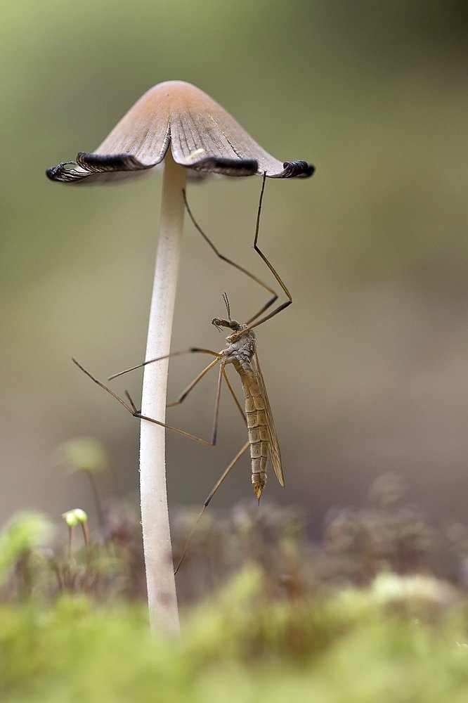 Осенний сон