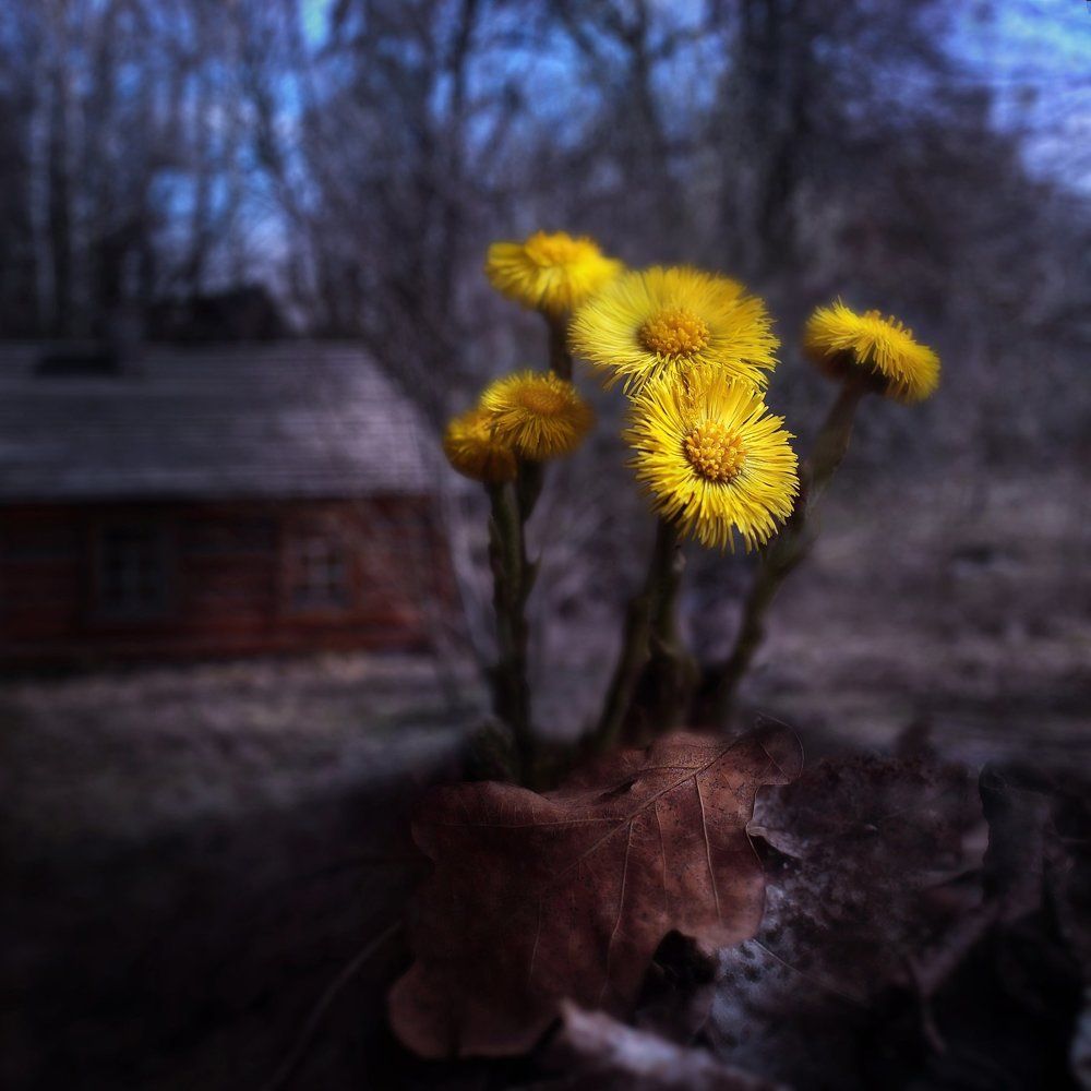 Мать и мачеха