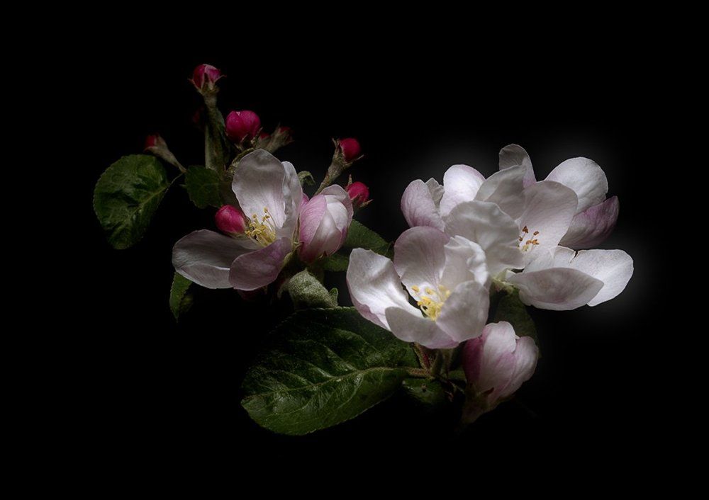 Пробуждение яблони