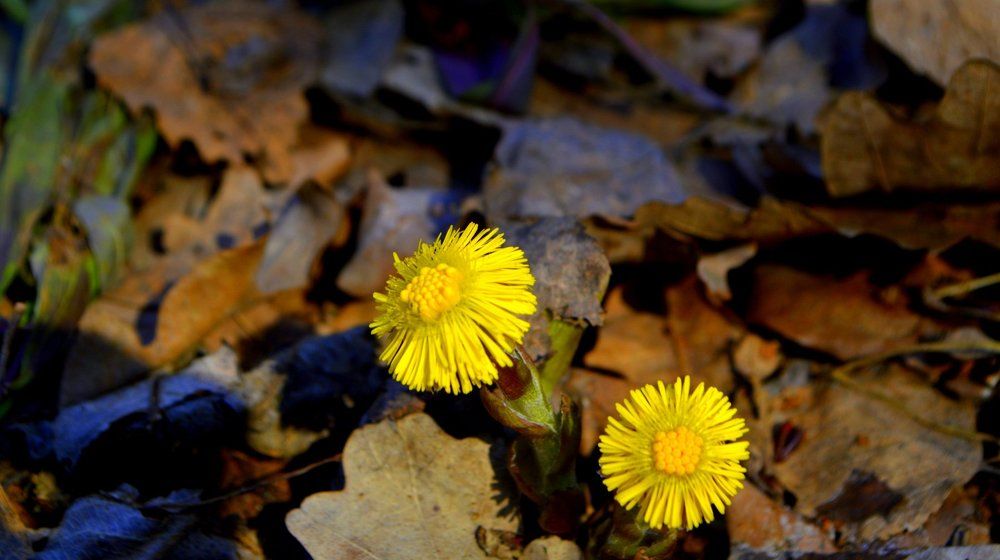 Мать и Мачиха