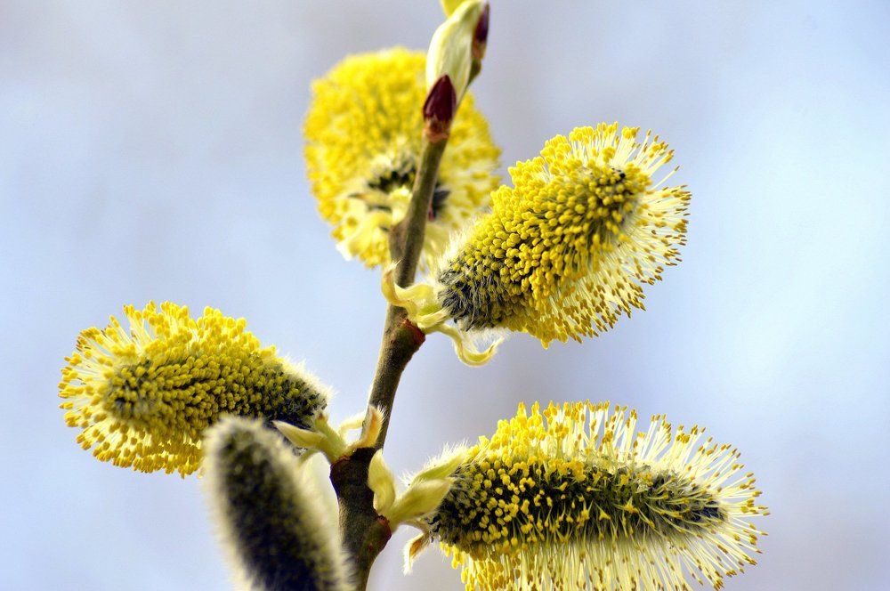 Весенний цвет Вербы