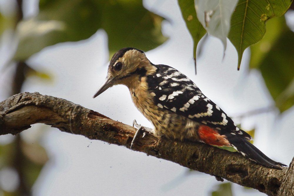 fulvous- breasted woodpecker