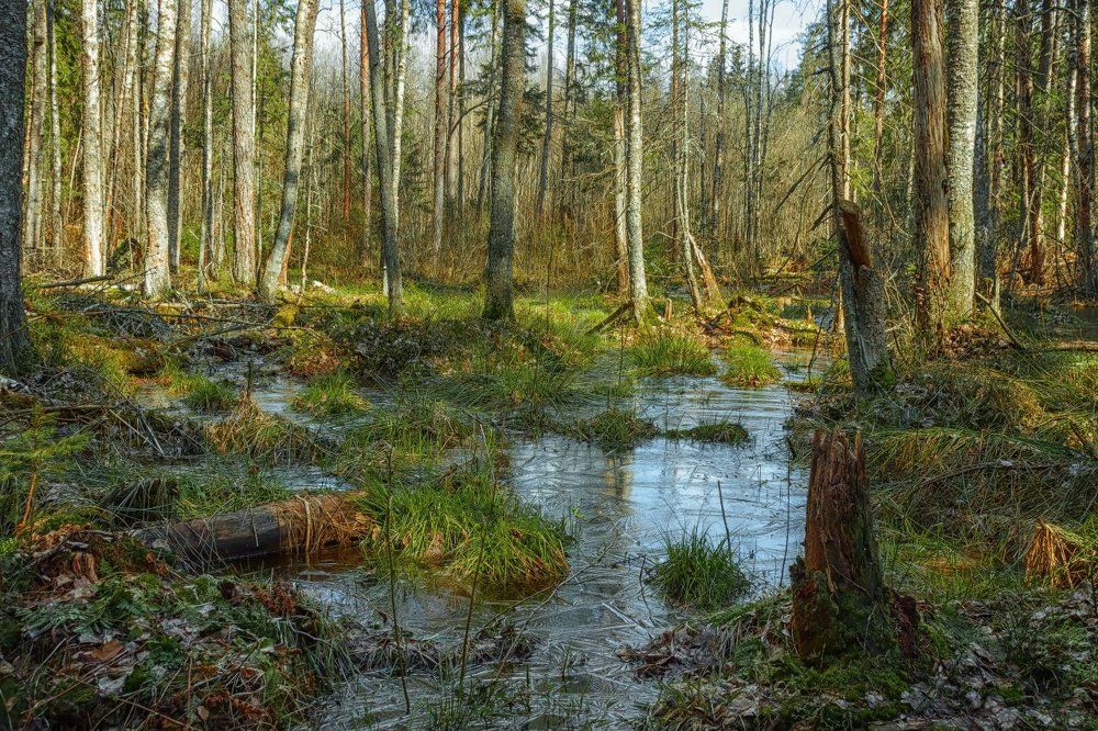 Морозное утро