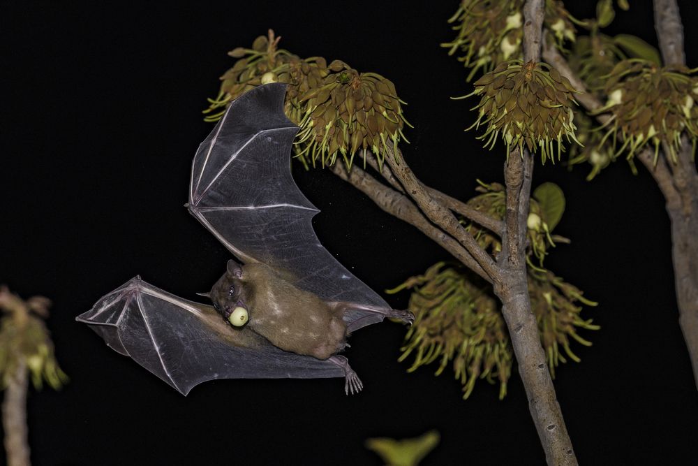 Ночной завтрак