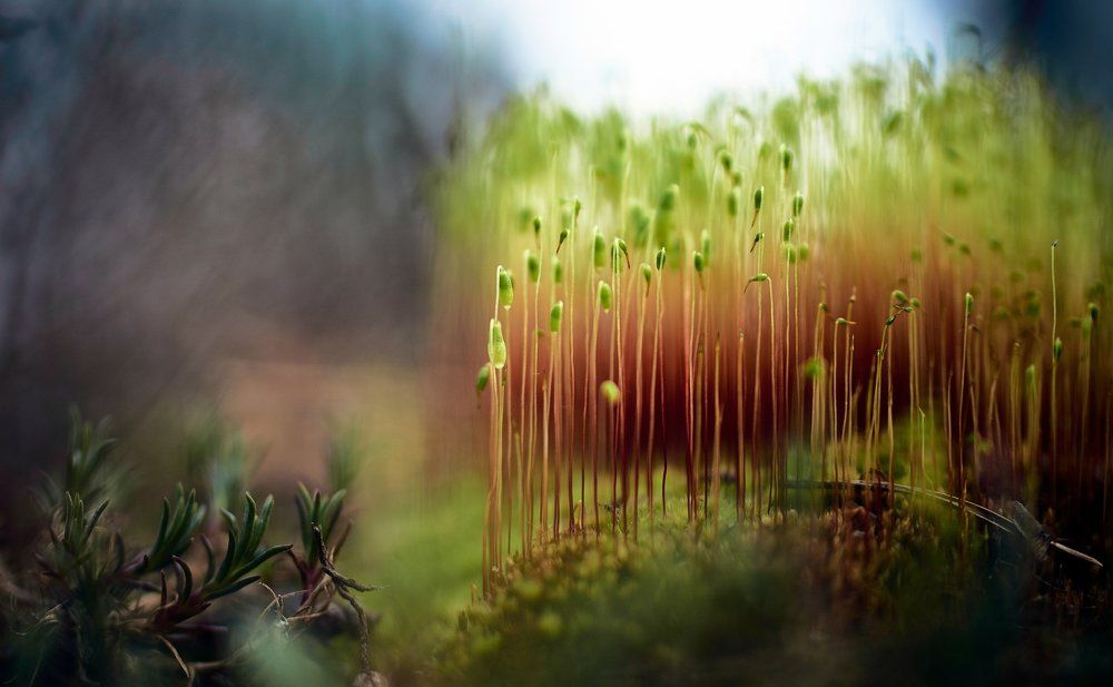 "моя Новая Зеландия"