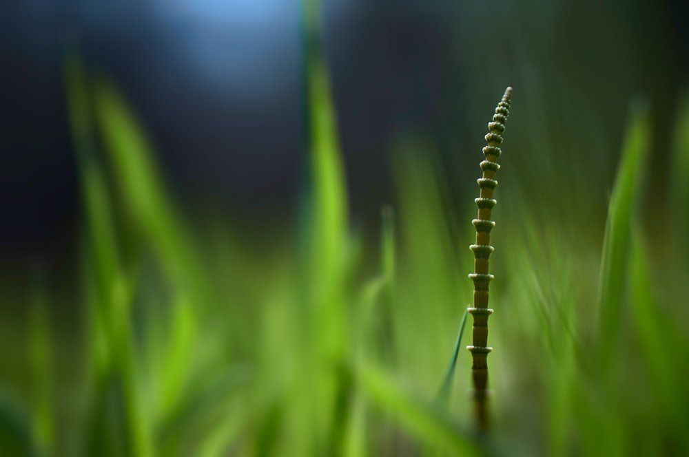 "Азиатская"