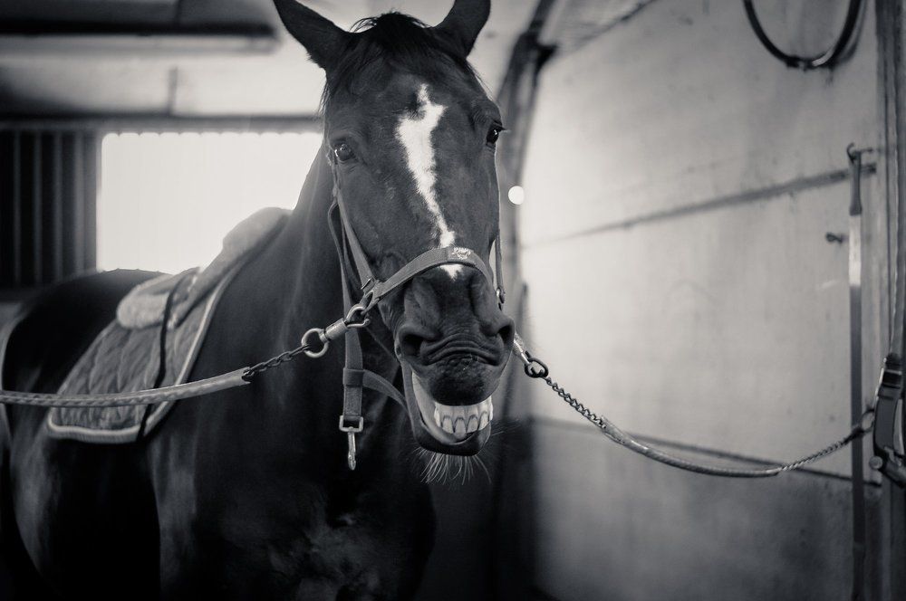 Photograph by Olesia Kasabova