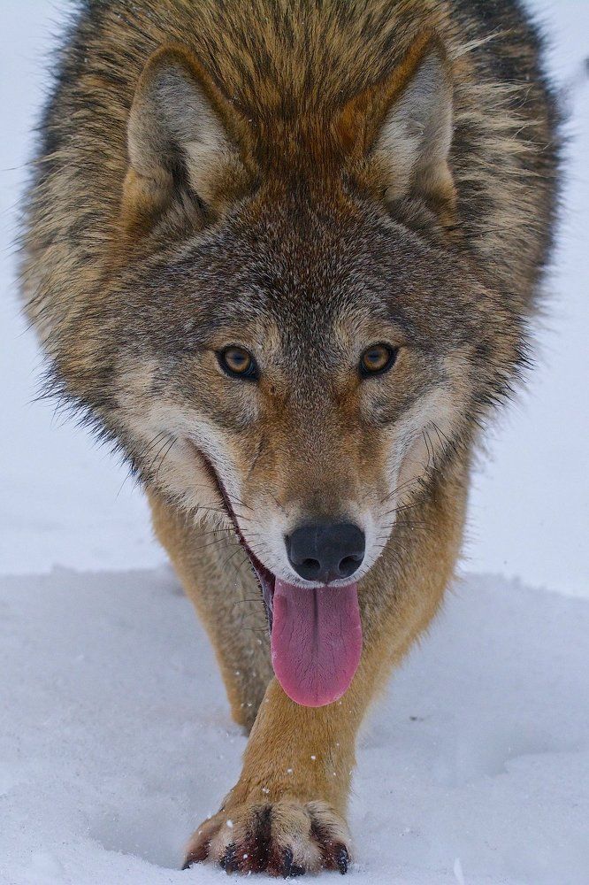 Я вижу тебя...