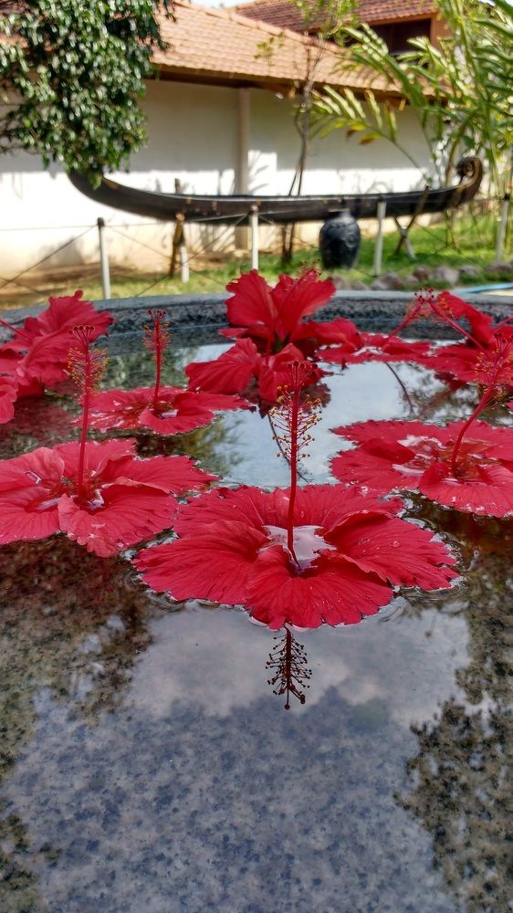 Hibiscus reflection