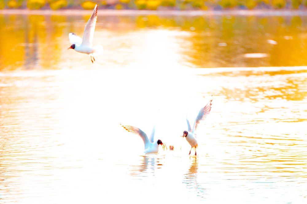Ужин на закате