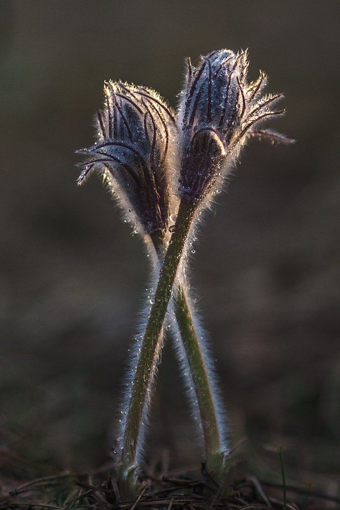 Влюбленная парочка