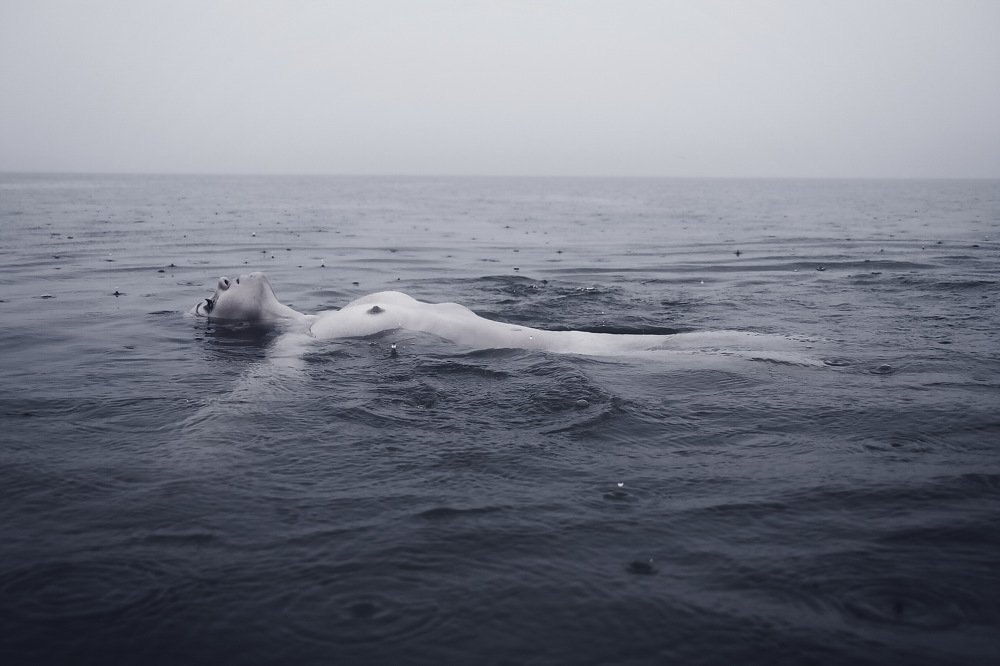 Sea