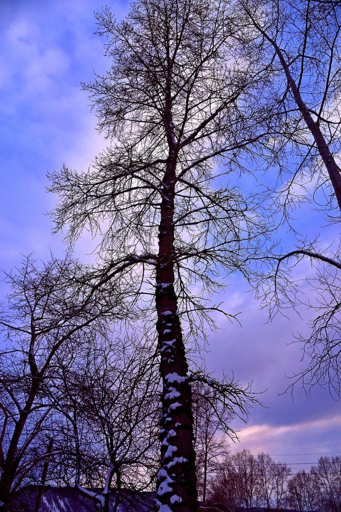 Зимой не сломленный