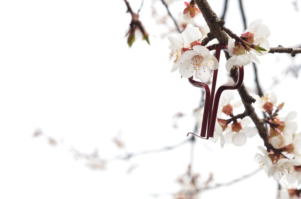 Молочный туман