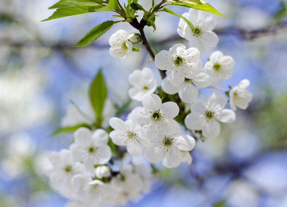 На Пасху расцвела