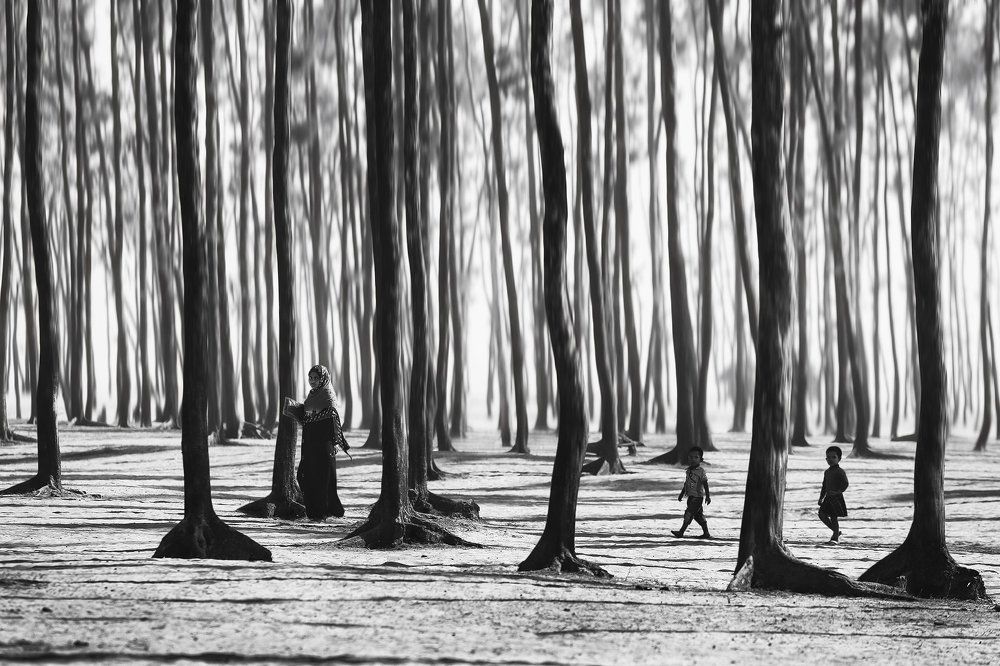 Когда деревья были большими