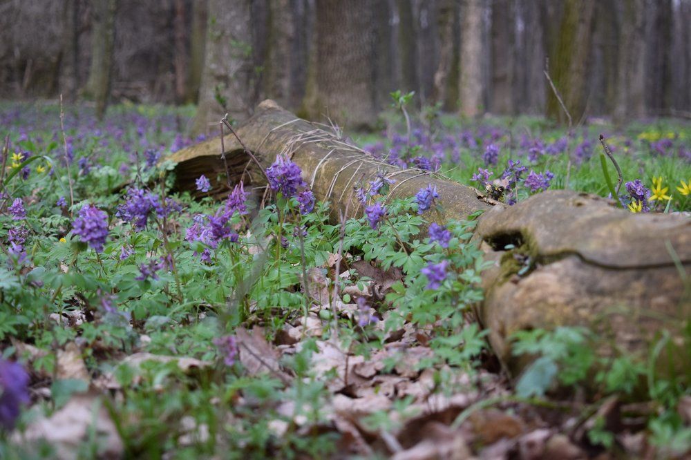 Spring forest (Весняний ліс)