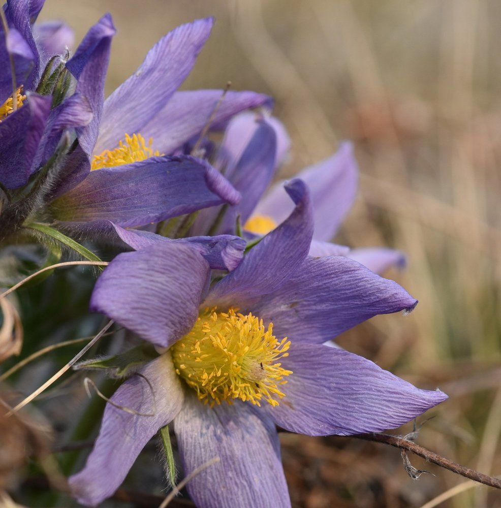 Первые цветы