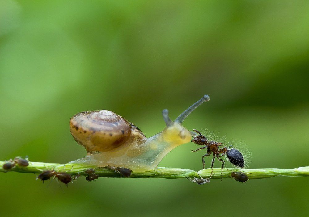 Kissing Of Snail & Ant