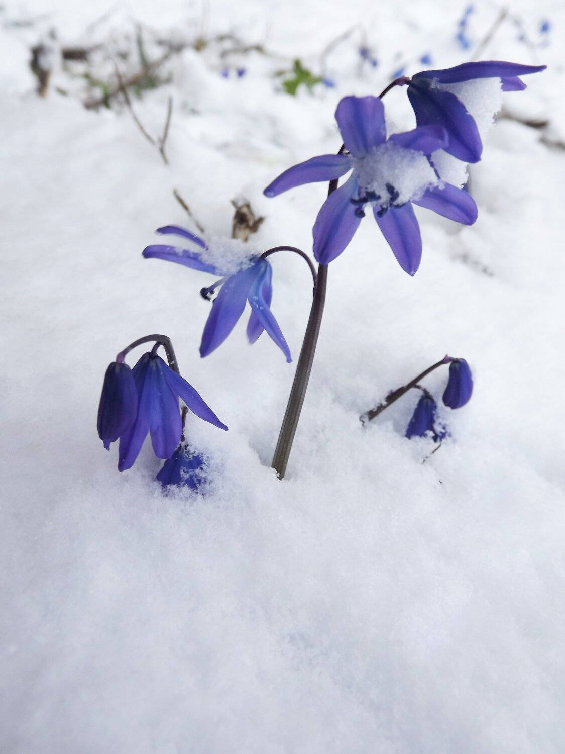 Весенний снег