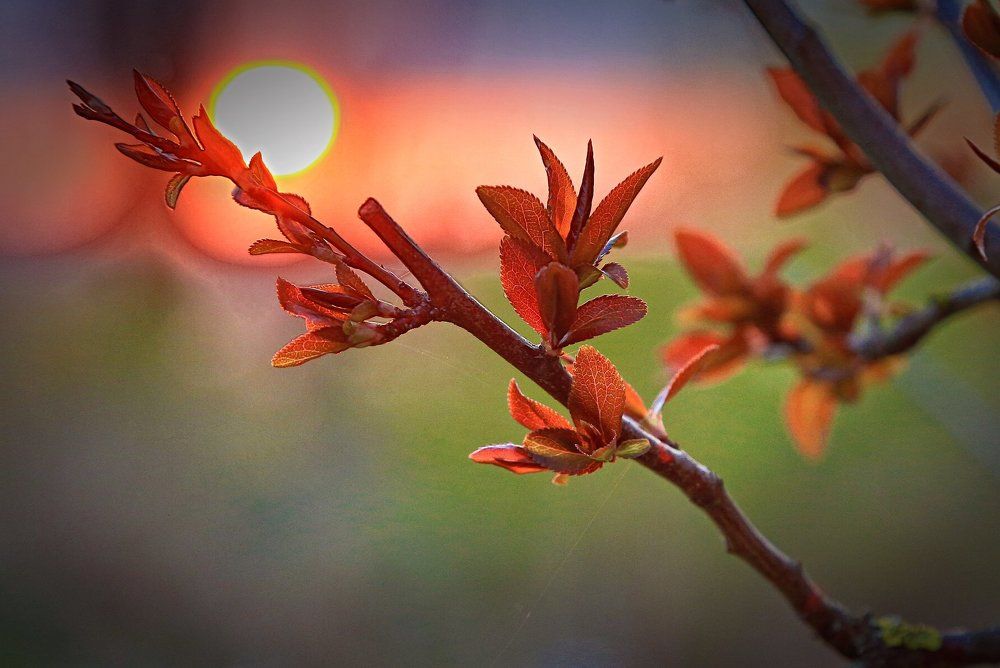 В сиянии заката