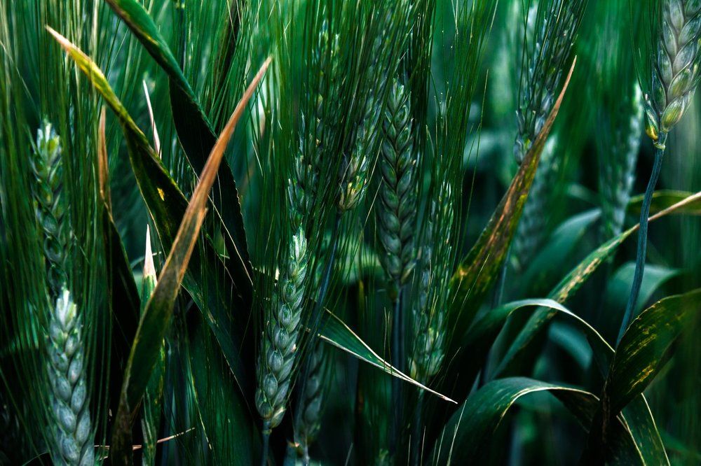 Зеленое море