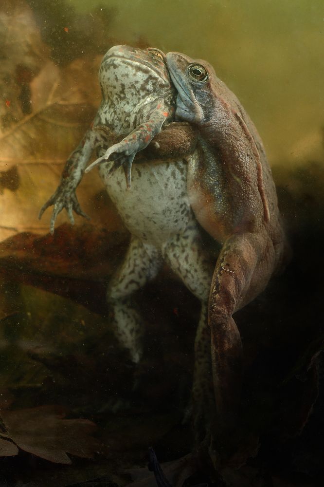 страсти не по-масти