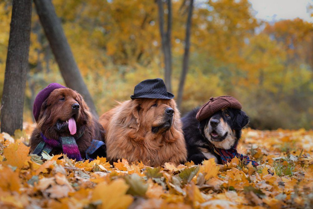 потому, что мы банда!