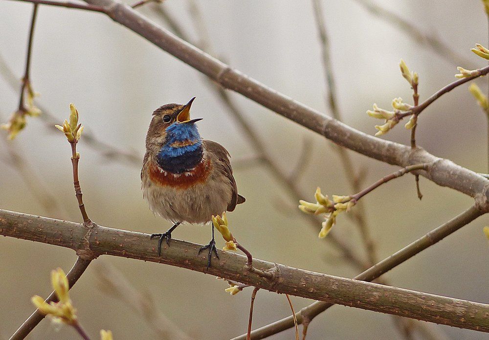 Весенняя песенка