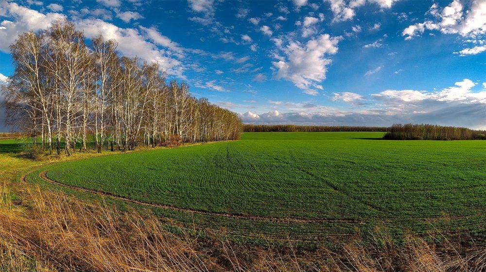 весеннее поле