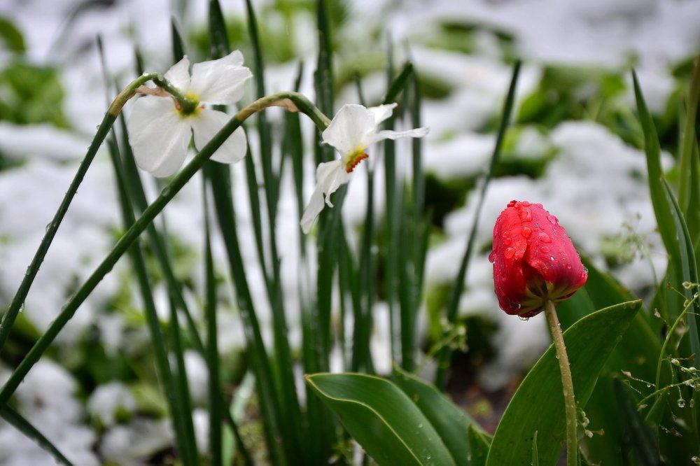 Тает снег апрельский