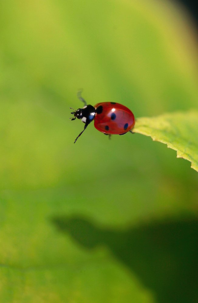 Весна пришла